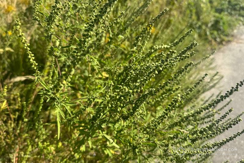 Суцвіття амброзії полинолистої